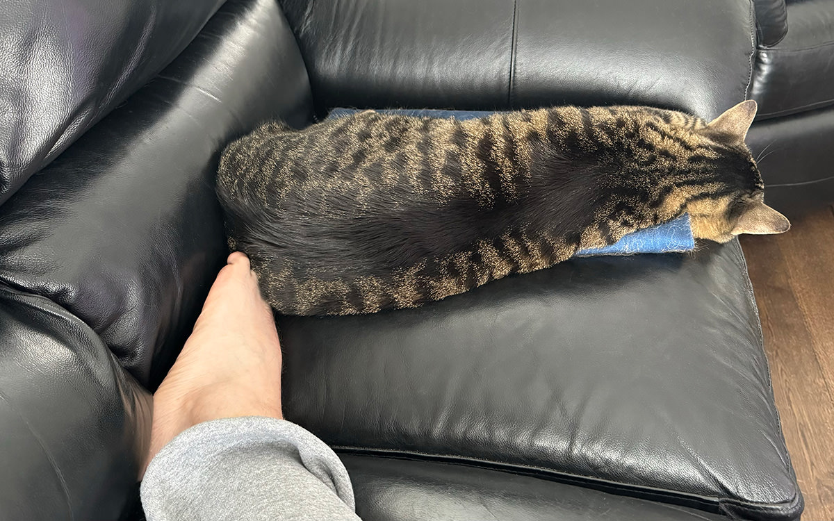 Jake sleeping against my toes.