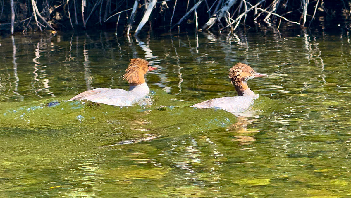 Fuzzy Water Birds