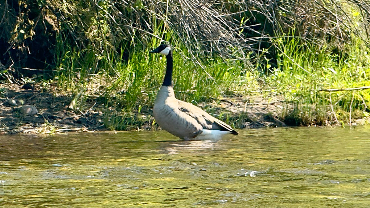 Goose