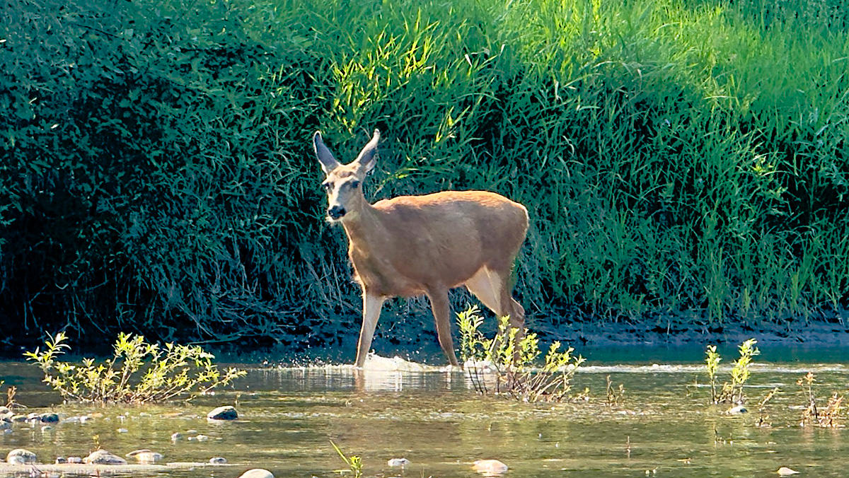 Deer Walking