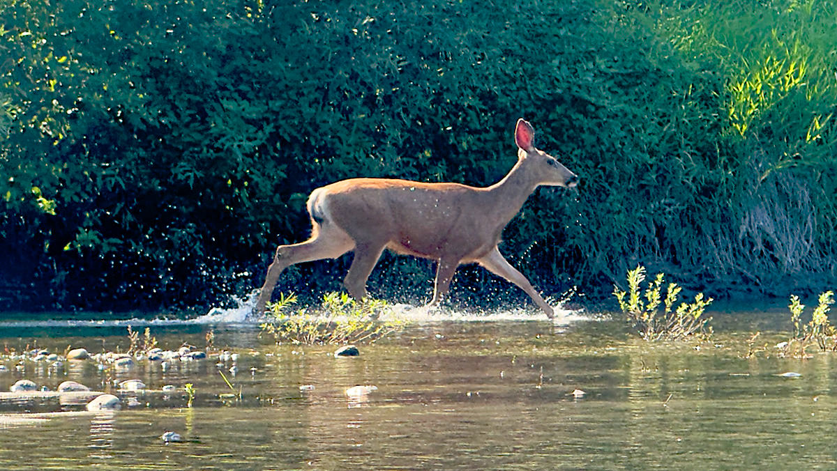 Deer Running
