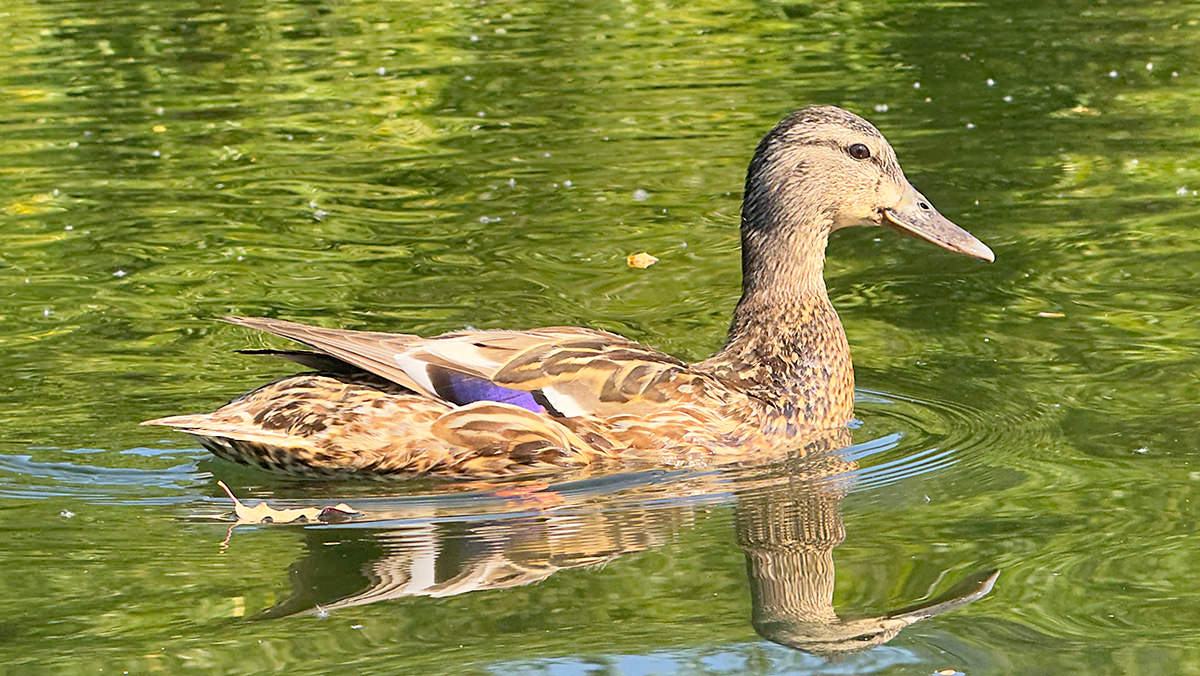 Mama Duck