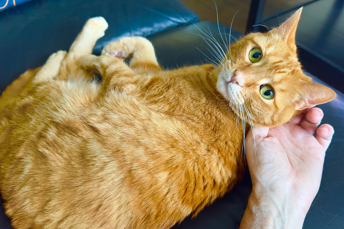 Adorable Jenny getting petted on the couch.