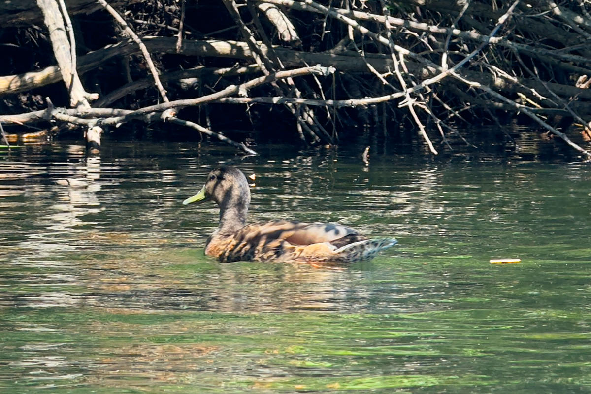 Duck!