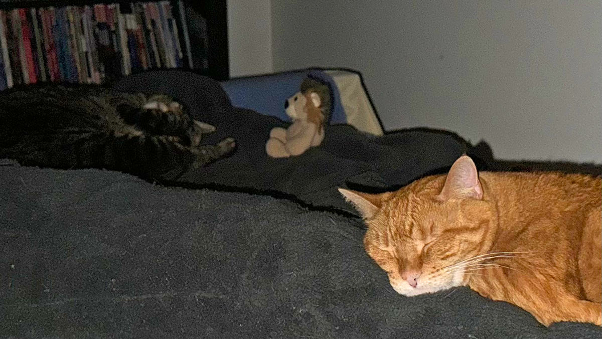 Jake and Mufasa sleeping while Jenny sleeps.