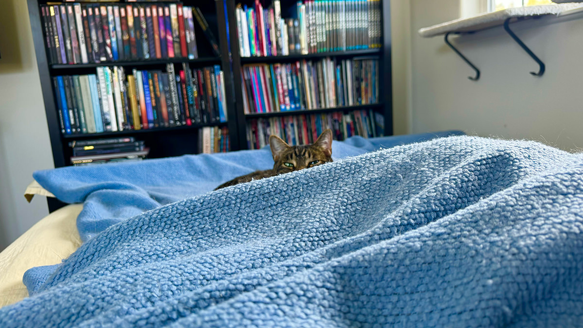 Jake peeking up from behind the covers at the foot of my bed.