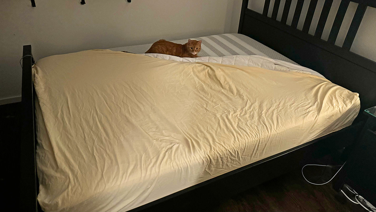 Jenny laying on my mattress while the mattress protector and the sheets are only on three corners so they aren't in her way.