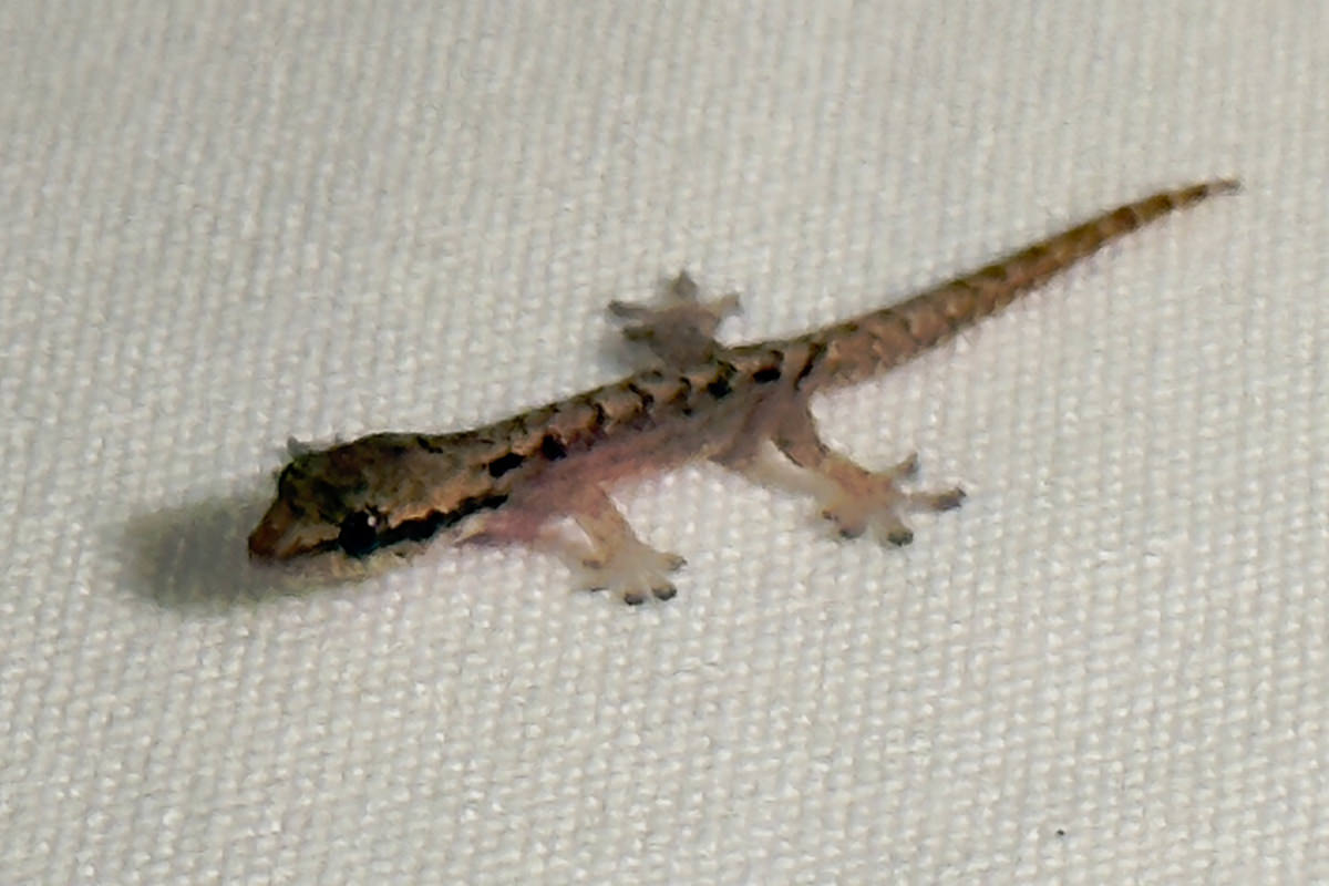 Baby Gecko
