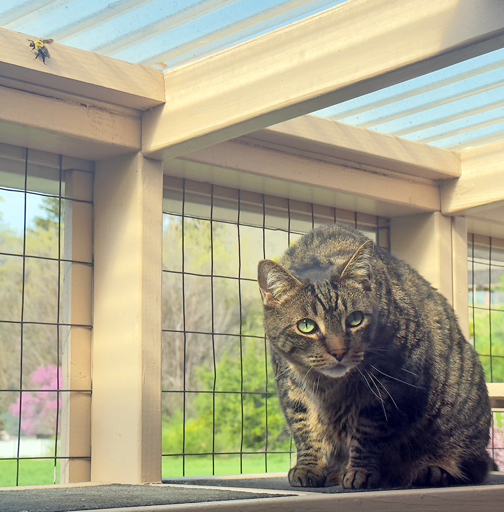 Jake looks at me sheepishly whilte a big fuzzy bee is crawling nearby.