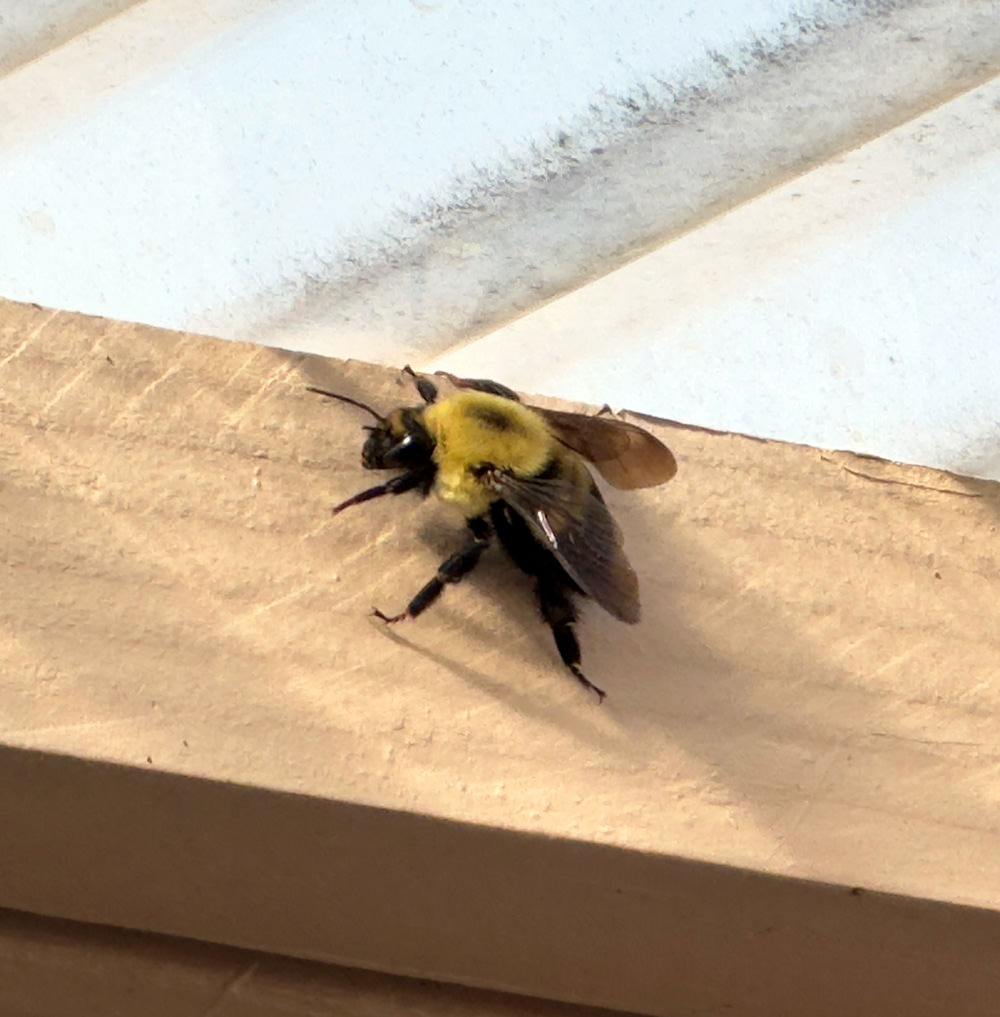 A big fuzzy bee!