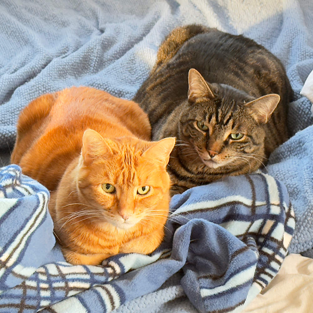 Jake and Jenny sitting on my bed staring at me.