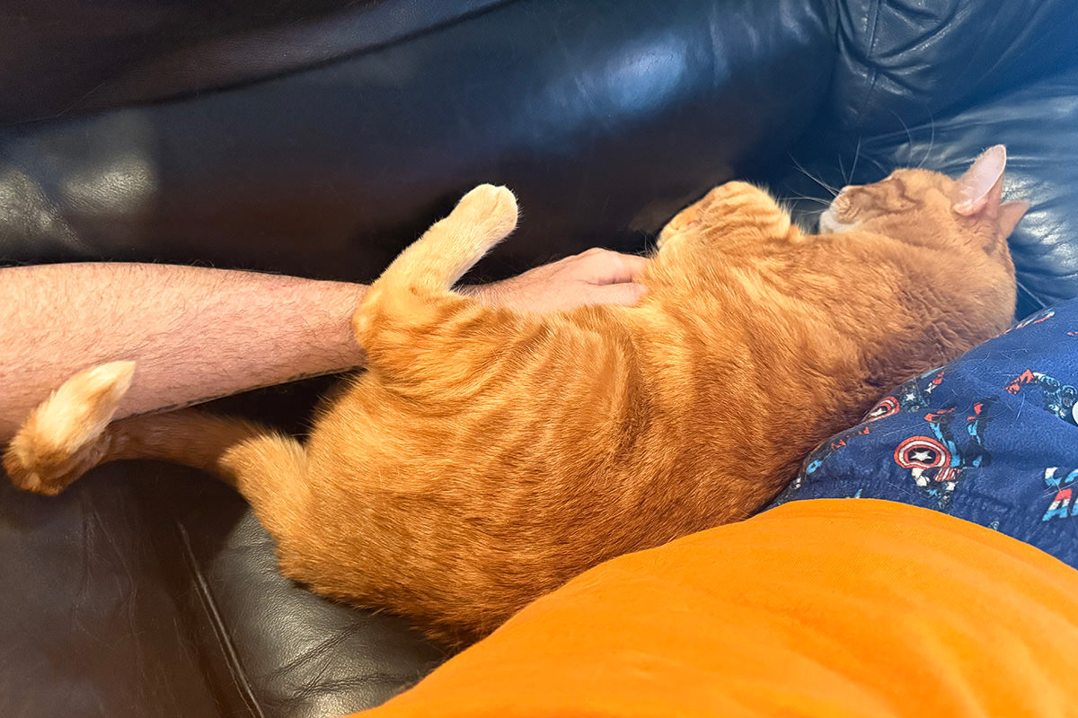 Jenny sleeping while getting belly rubs.