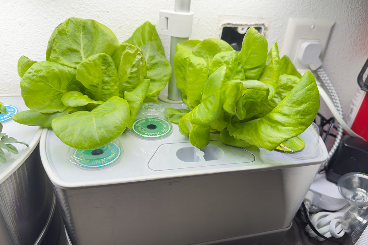 My lettuce growing.