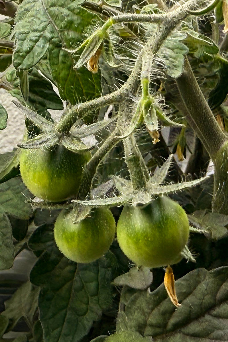 Tiny Green Tomatoes!