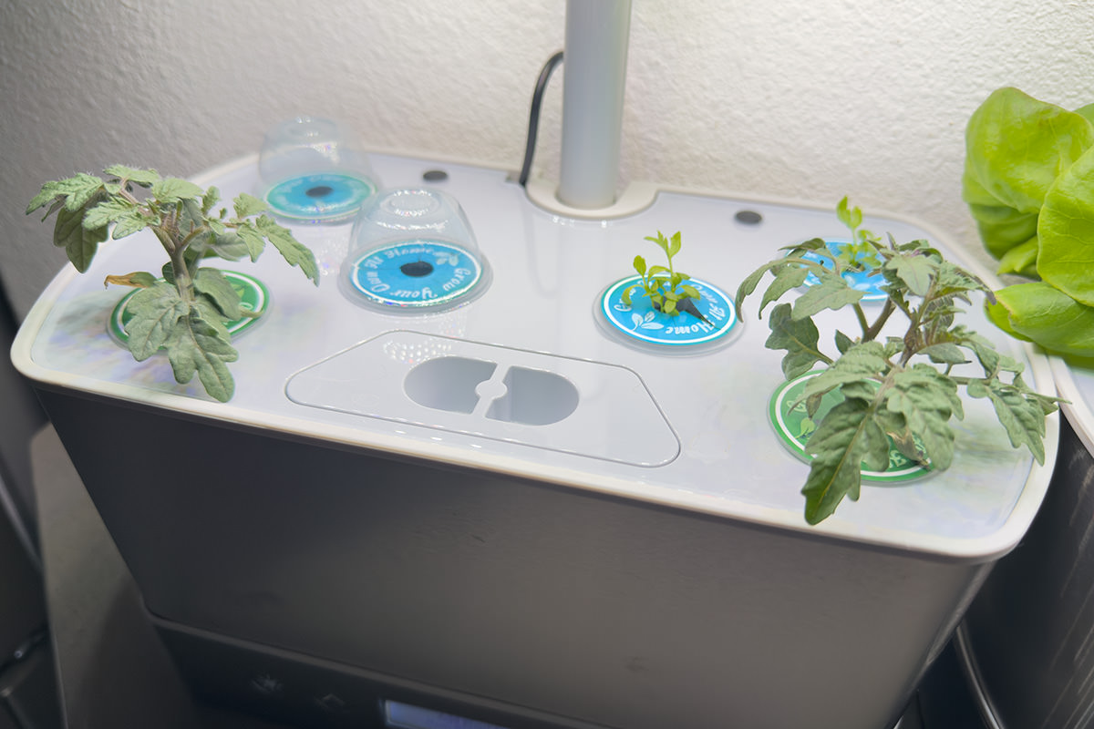 My tomatoes and parsley growing.