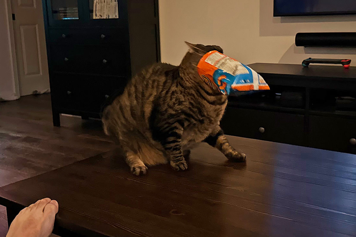 Jake with a Cheetos bag on his head.