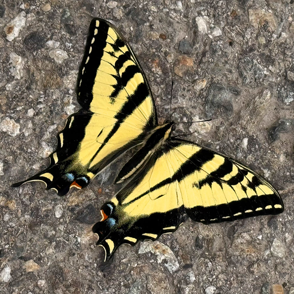 Butterfly on the pavement.