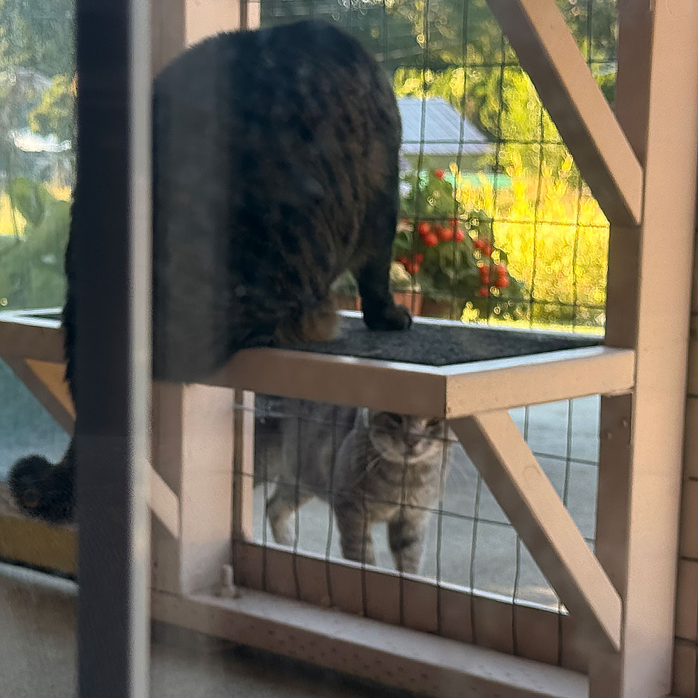 Jake wailing at Fake Jake through the catio fence.
