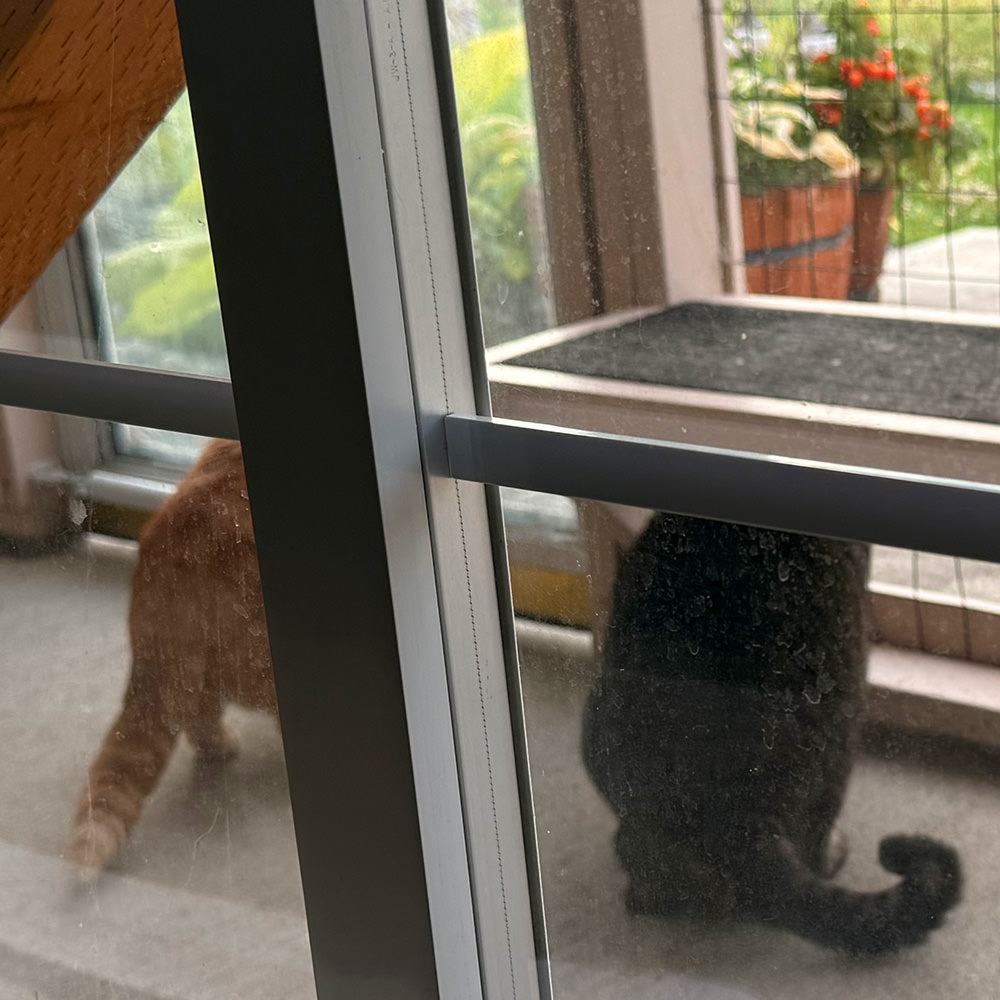 Jake and Jenny staring out of the catio.