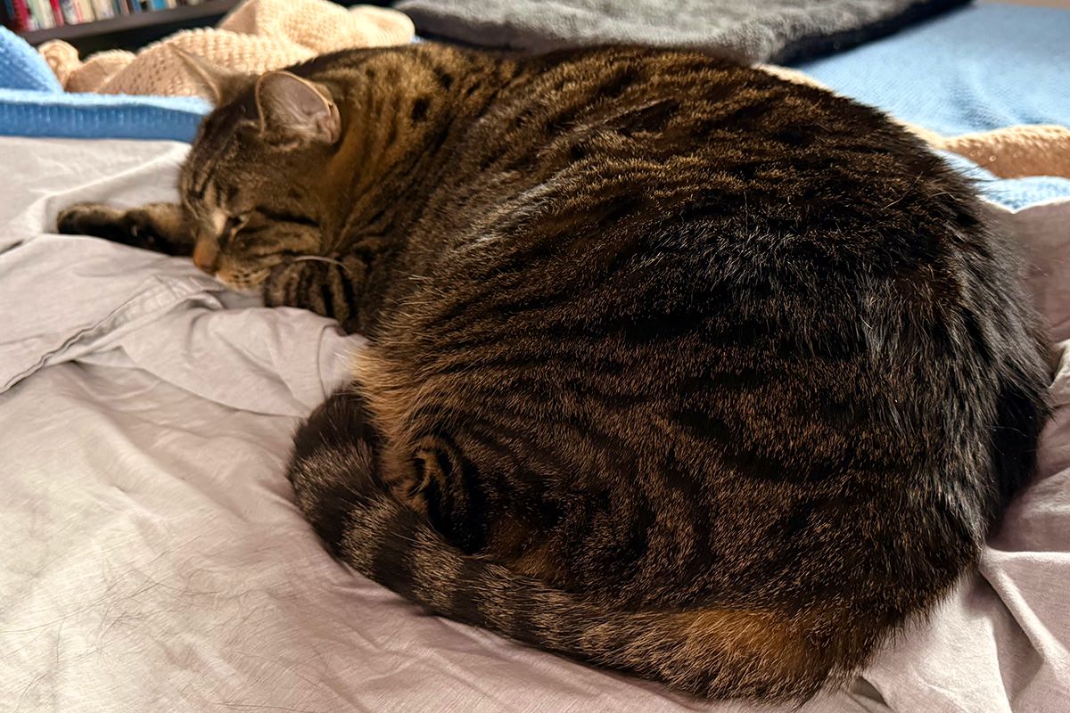 Chonky Jake eyeing me suspiciously.