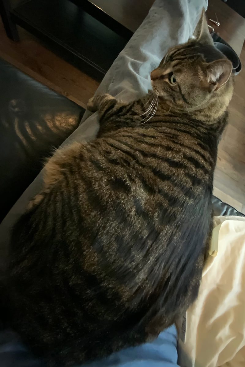 Chonky Jake on my legs.