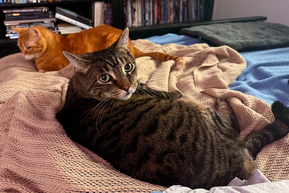 Jake looking at me while Jenny is at the end of the bed staring into space.