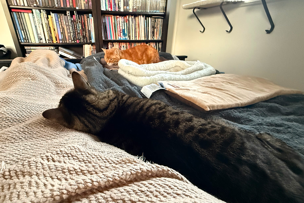 Jake laying against me while Jenny rests at the foot of the bed.
