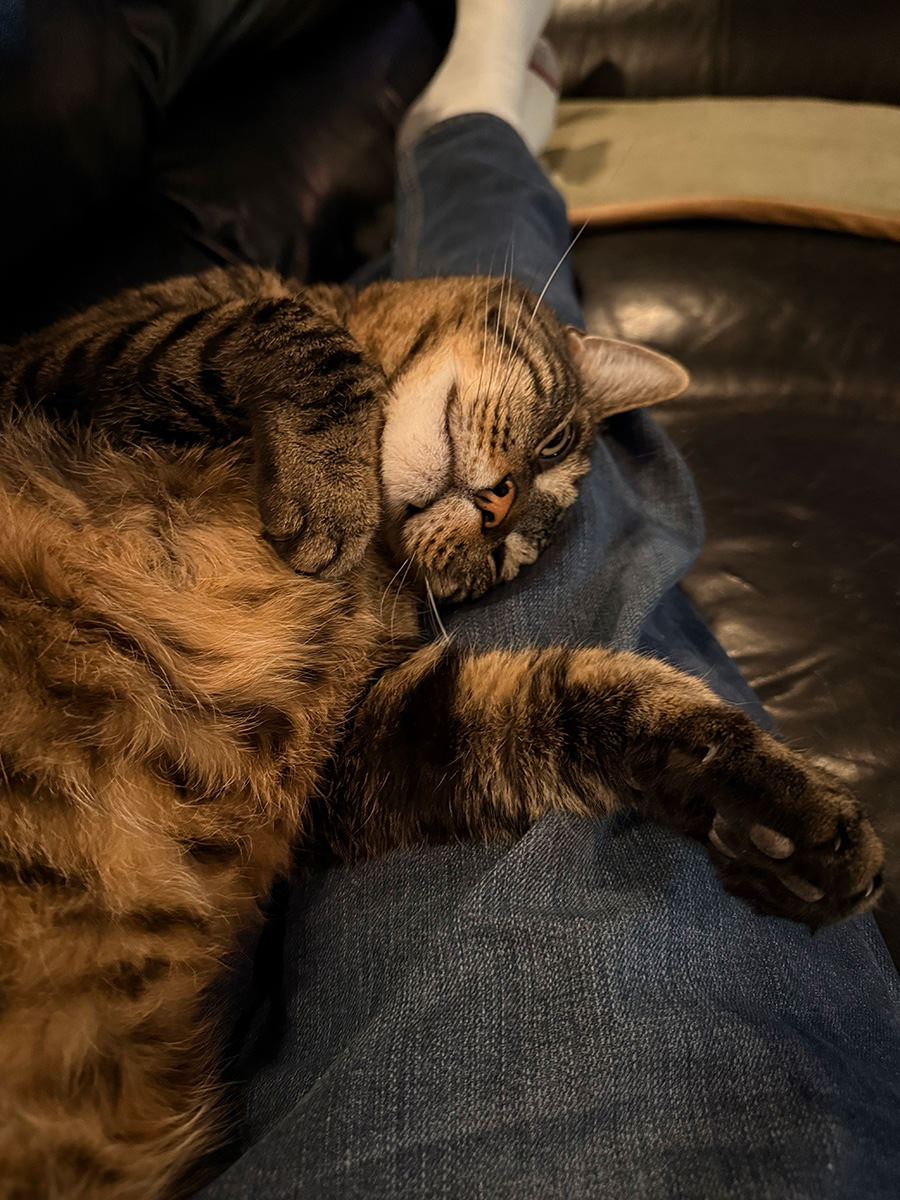 Jake on my lap again.