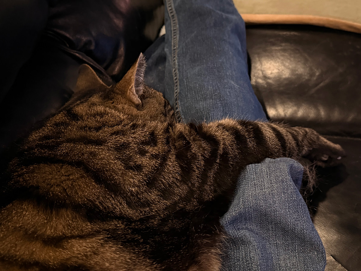 Jake on my lap again.