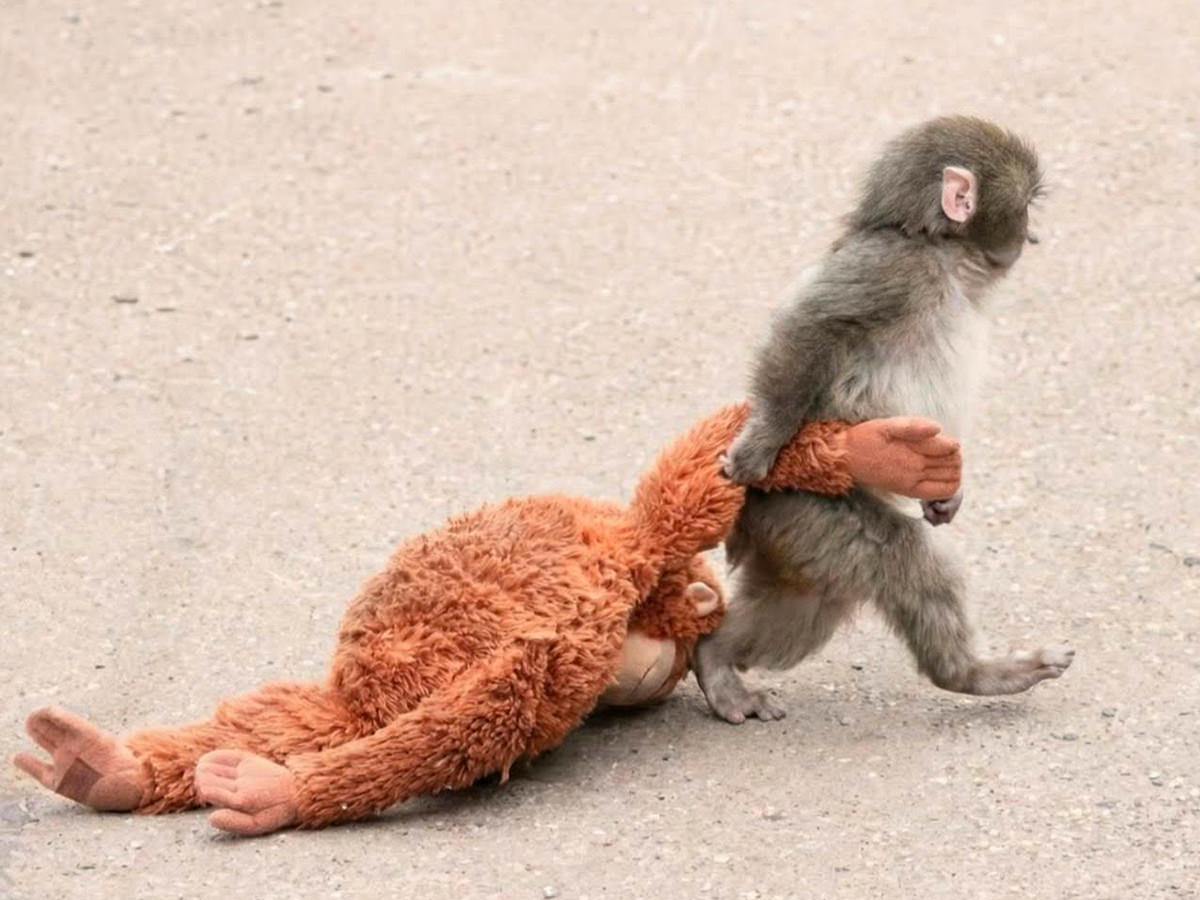 Punch-kun and his Orangutan Plushie