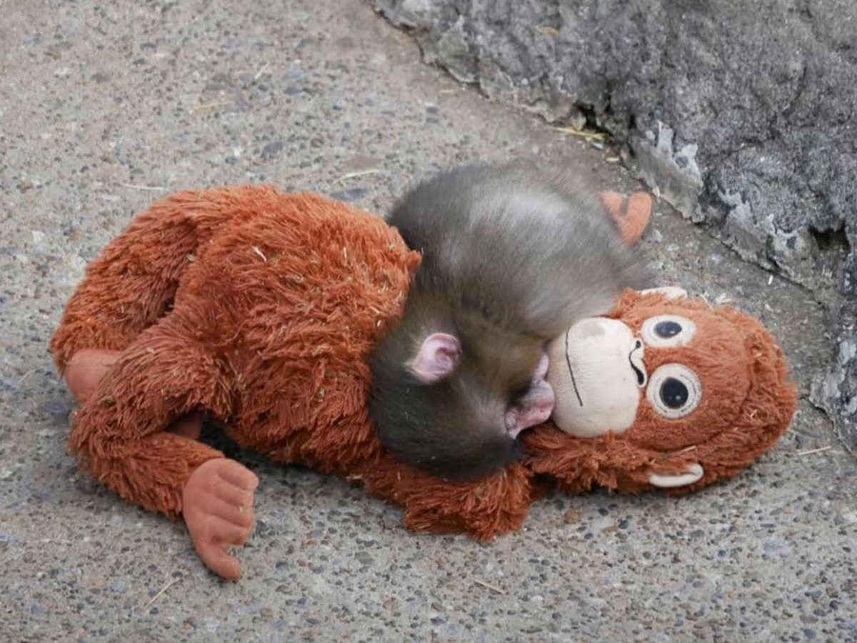 Punch-kun and his Orangutan Plushie