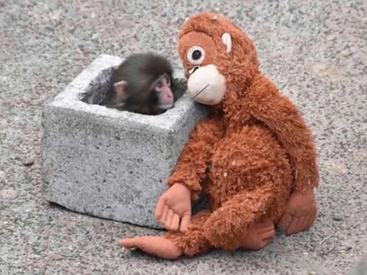 Punch-kun and his Orangutan Plushie