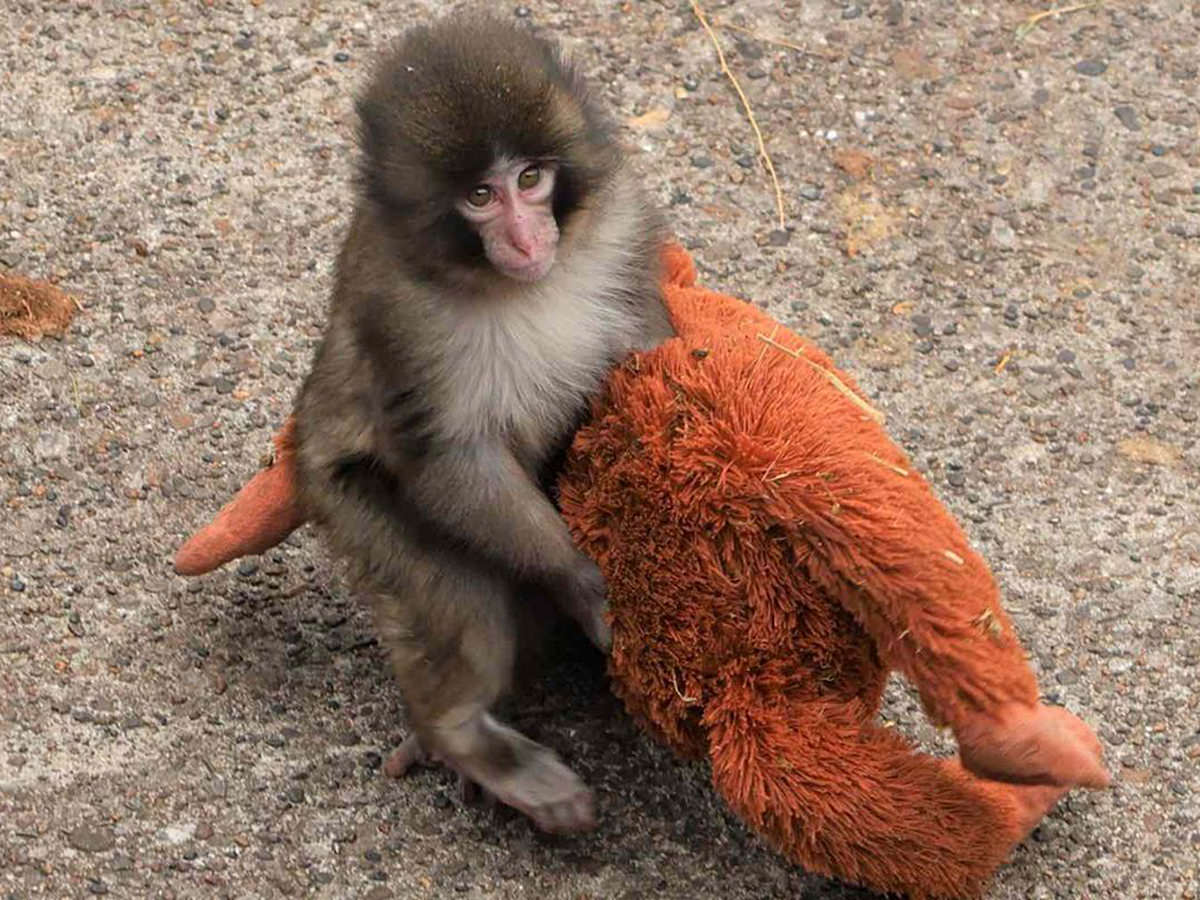 Punch-kun and his Orangutan Plushie