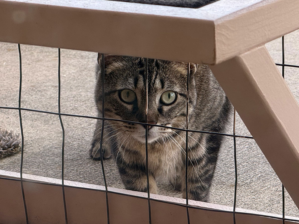 Another Jake at the catio screen!