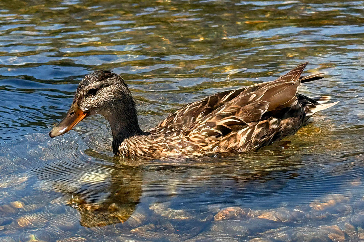 A duck!