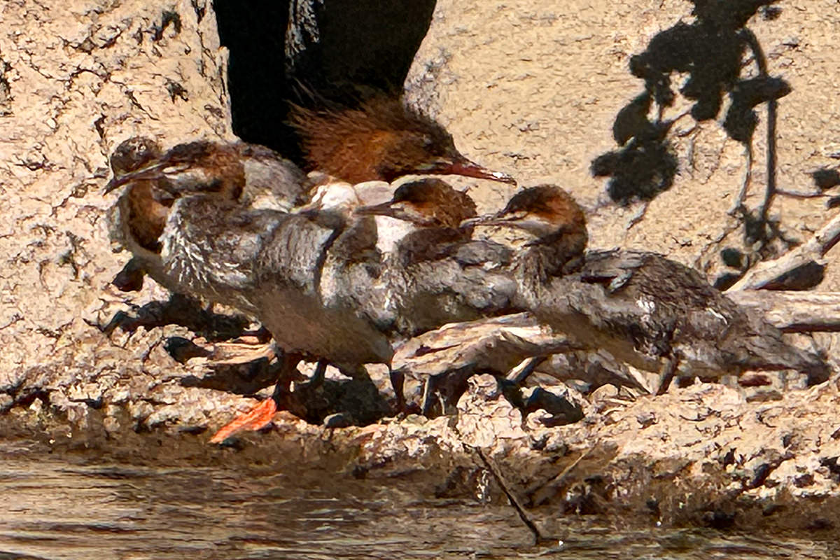 Mom duck with small ducks.