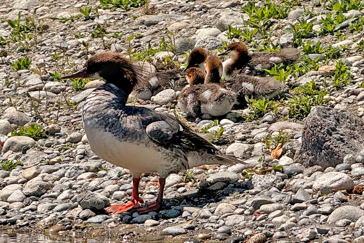 Another mom duck with small ducks.