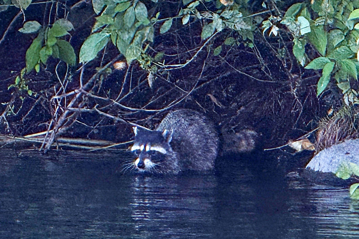 A raccoon in the water.