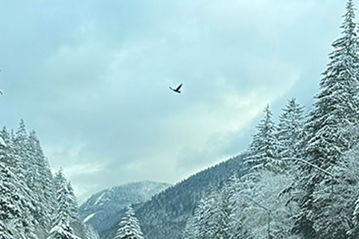 A zoom of the first photo with a bird in flight
