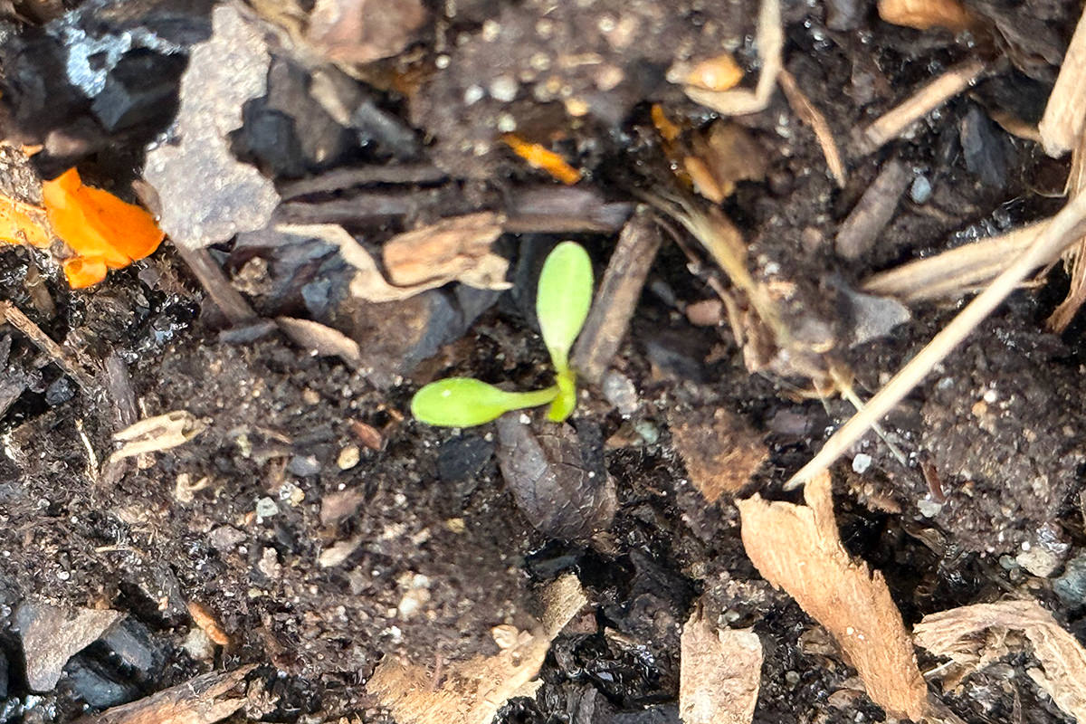 A wee plant sprouting.