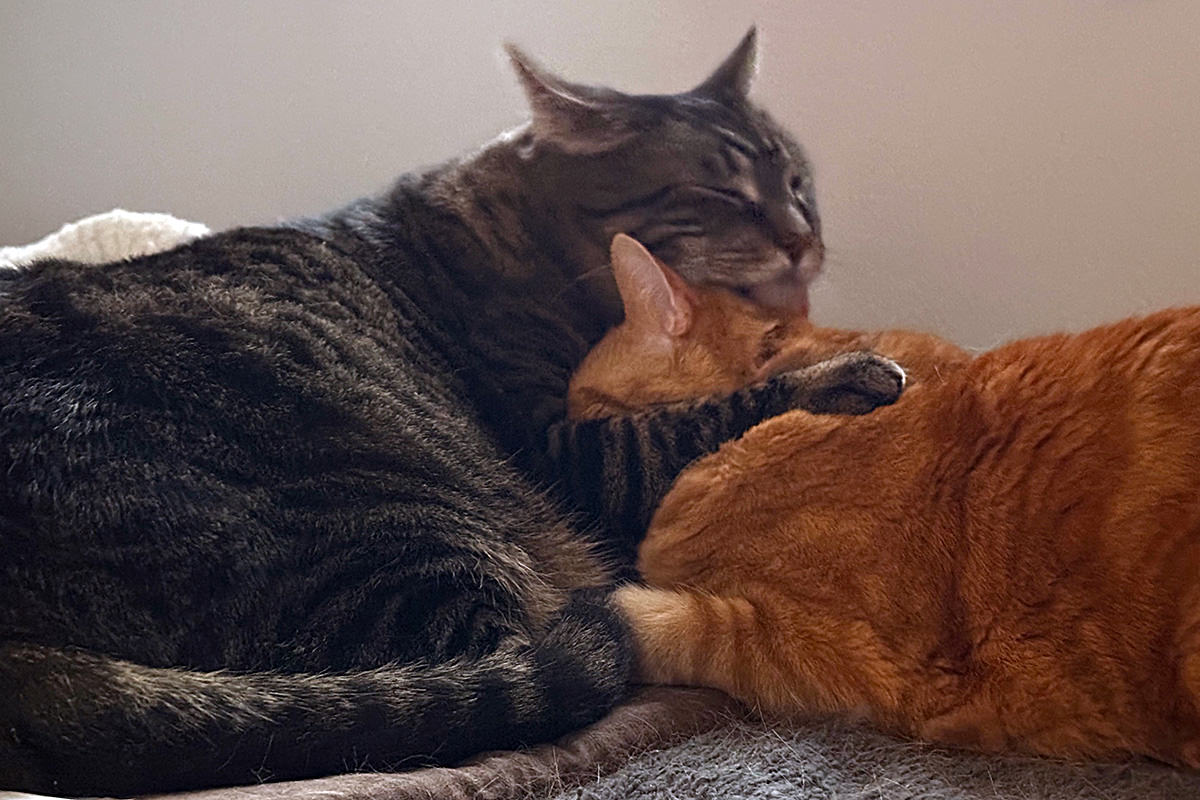 Jake licking Jenny's head.