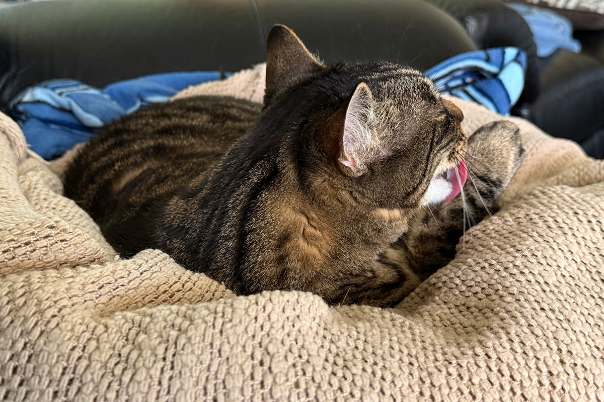 Jake licking his paws on the pile of blankets.