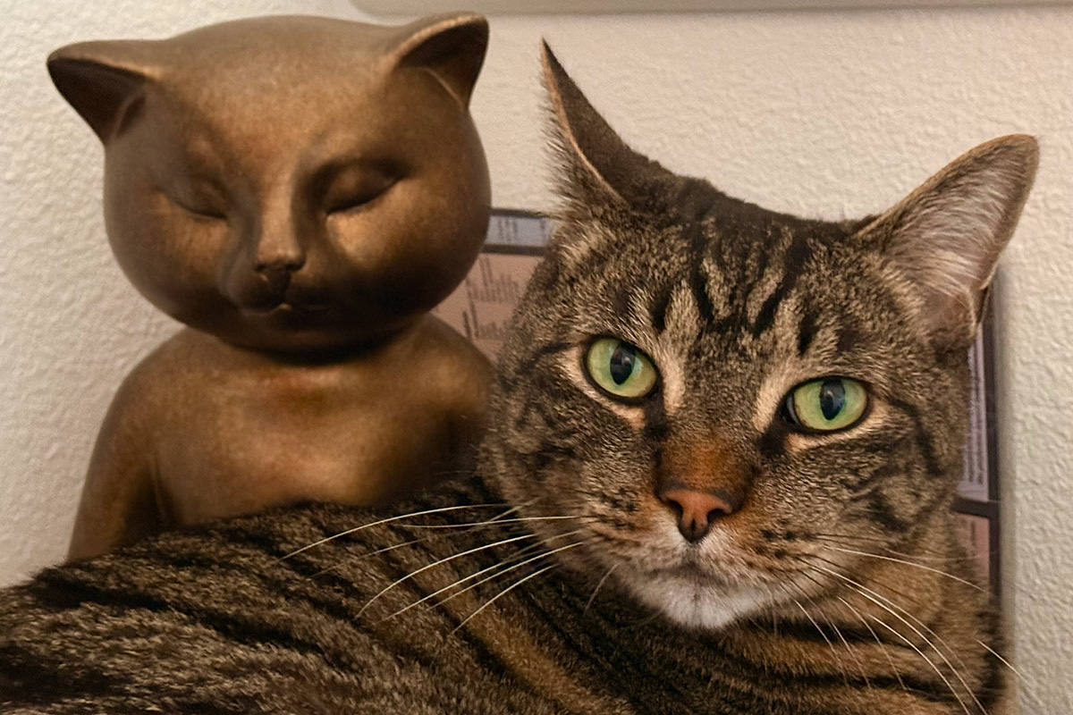 Jake and Buddha-Cat