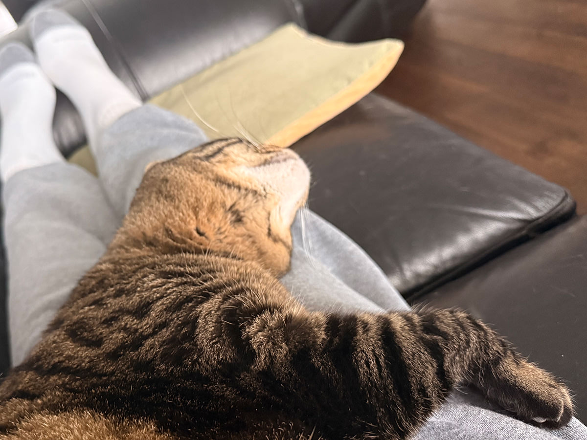 Jake on my Legs. Again.