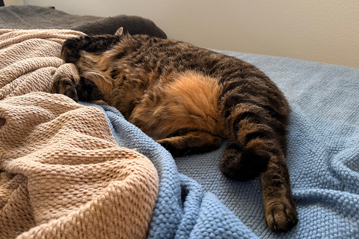 Jakey Bear sleeping next to me.