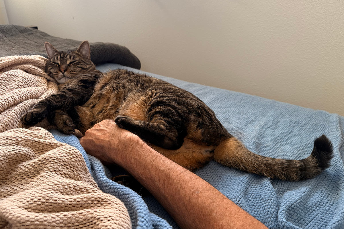 Jakey Bear sleeping next to me while getting belly rubs.