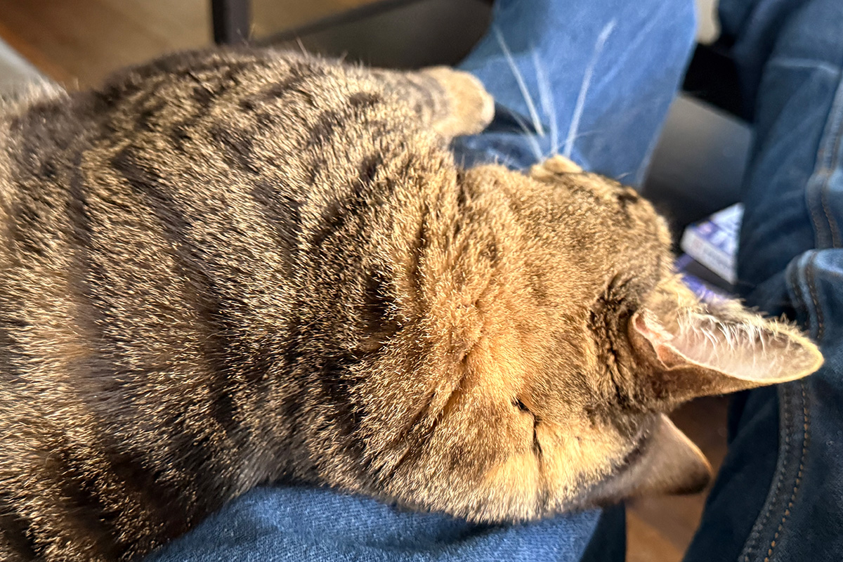 Jake laying on my knees.