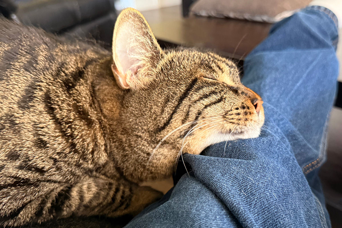 Jake resting on my knees.
