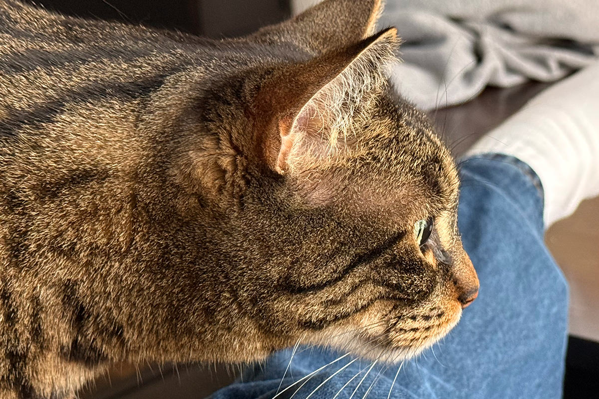Jake on my lap looking out the window.
