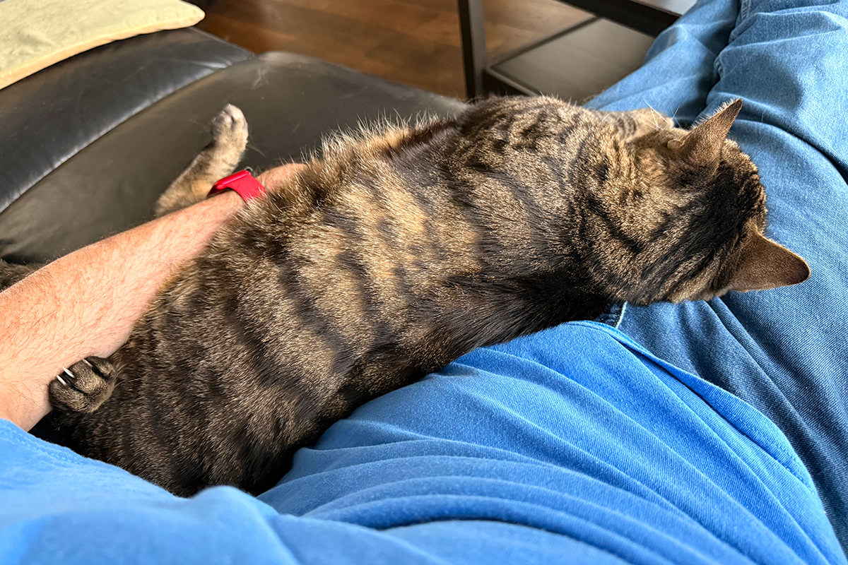 Jake asleep on my lap.